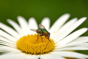 Ces plantes aux arômes puissants vont chasser les mouches de votre maison – Découvrez les répulsifs naturels